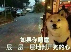 广东真实故事爆料最新,邻里纠纷升级，真实事件引发社会关注